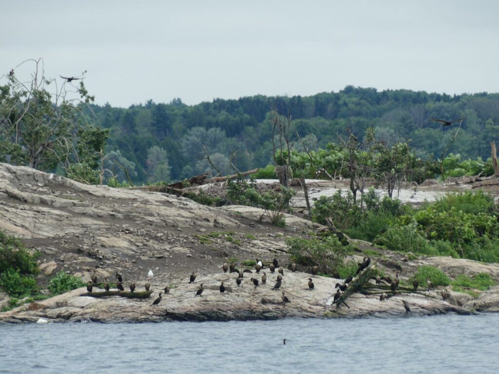 Croisière dans les Mille-Îles lors de notre journée à Kingston