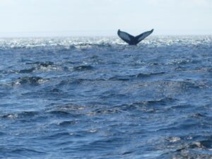 Observer les baleines à Tadoussac : conseils pour une croisière inoubliable