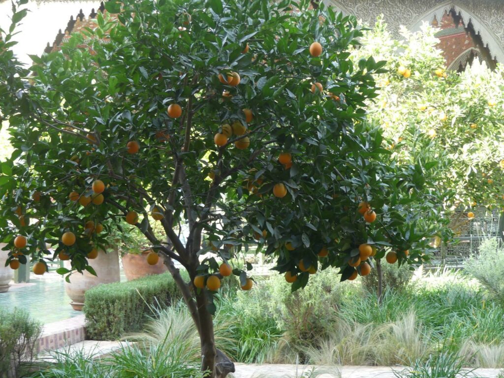 "vue panoramique depuis le Jardin Secret sur les toits de Marrakech"