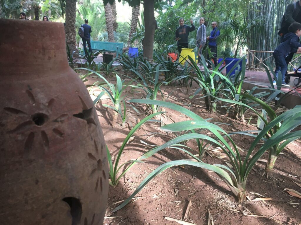 plantes tropicales et ambiance paisible du Jardin Majorelle Marrakech