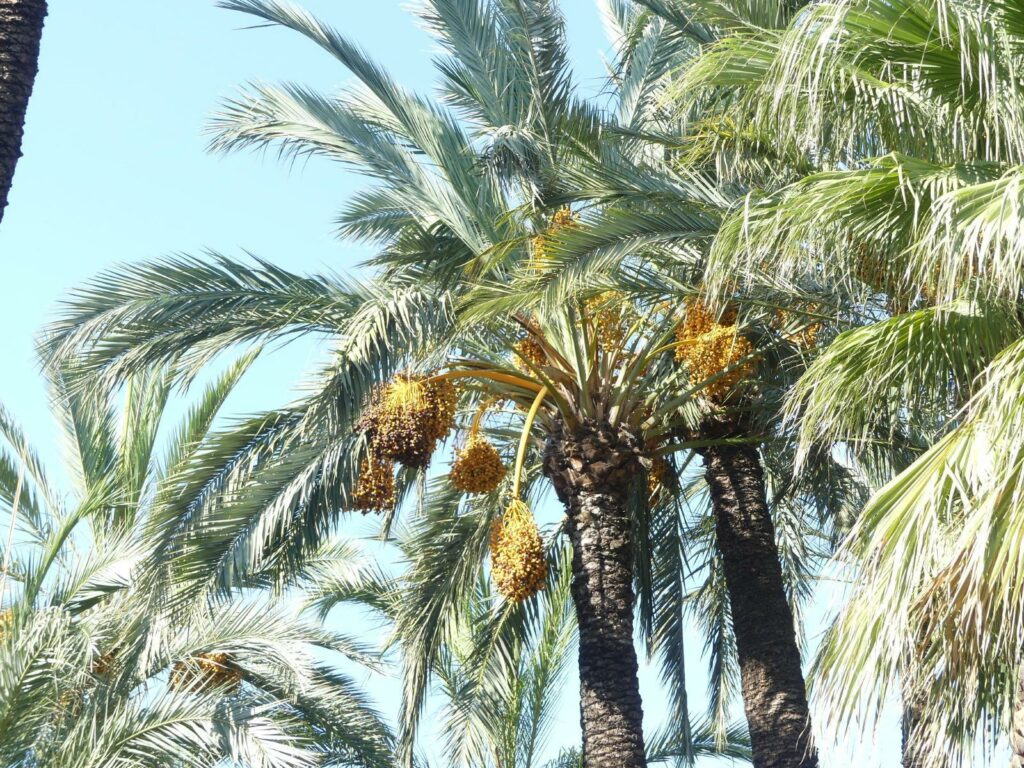 parc municipal d’Elche et palmeraie